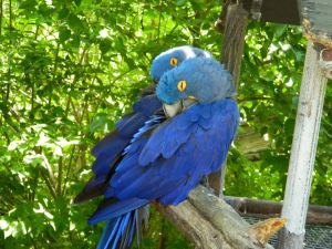 Blue birds at Wichita Zoo