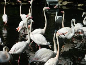 Flamingos at Wichita Zoo