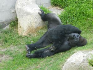 Sleeping gorilla at Wichita Zoo
